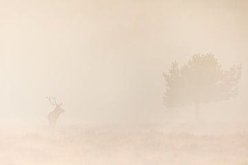 Grand cerf rouge dans la brume sur Gregory & Jacobine van den Top Nature Photography