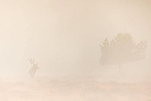 Grand cerf rouge dans la brume