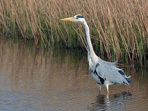 Blue Heron standing in a canal