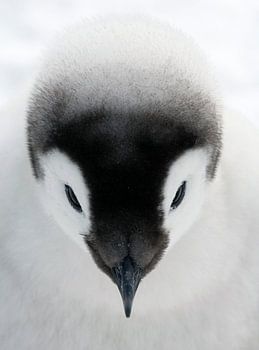 Portret van een Keizerspinguïn (Aptenodytes forsteri) kuiken