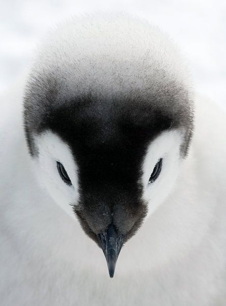 Emperor Penguin (Aptenodytes forsteri) chick by Nature in Stock