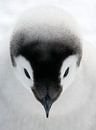 Emperor Penguin (Aptenodytes forsteri) chick by Nature in Stock thumbnail