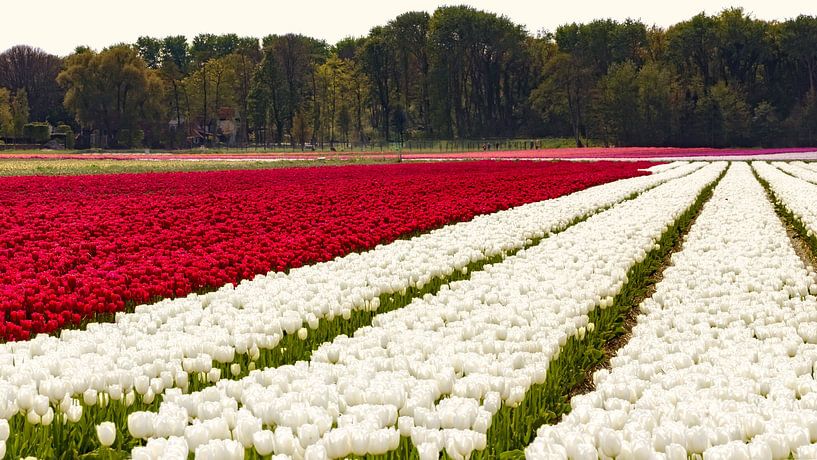 Aux des tulipes sur Jan van der Knaap