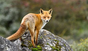 Fox sur Guido de Kleijn