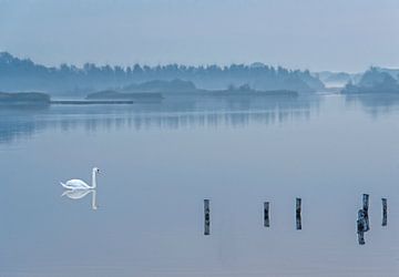 Water landscape swan by Marcel van Balken
