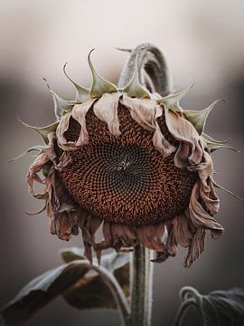 Verwelkte zonnebloem close-up van Imperial Art House