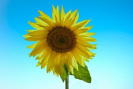 tournesol