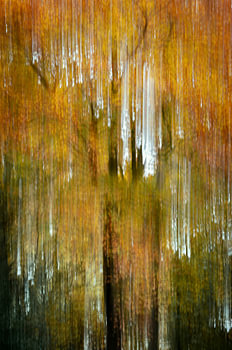 L'automne à Verticale Droom
