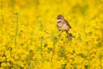 Whitethroat in the rape field by Daniela Beyer