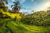 Reisfeld, Ubud Bali von Lima Fotografie Miniaturansicht