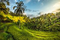 Rijstterrassen in Ubud op eiland Bali
