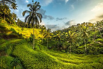 Rijstterrassen in Ubud op eiland Bali van Lima Fotografie