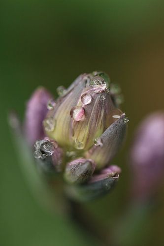Knop van een hosta