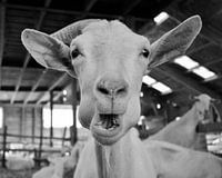 Grappig beeld van een geit die eet