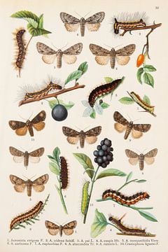 Educational plate showing moths and their caterpillars by Studio Wunderkammer