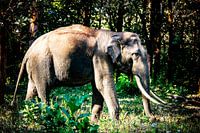 Royal Indian Elephant at Mudumalai National Reserve