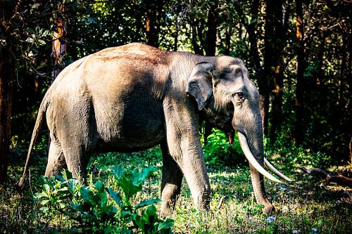 Éléphant royal indien dans la réserve nationale de Mudumalai
