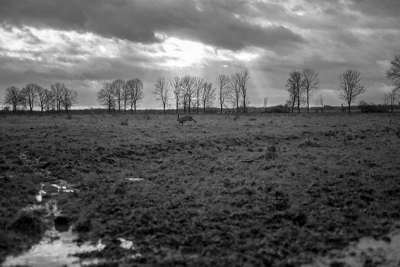 Rennende haas in de weide van Wouter Bos