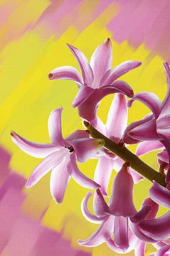 Paarse Hyacint op een geschilderde achtergrond. van Jan Brons
