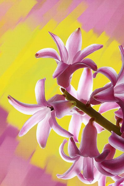 Paarse Hyacint op een geschilderde achtergrond. van Jan Brons