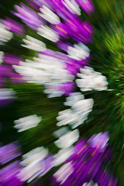 Moving colors  by AnyTiff (Tiffany Peters)