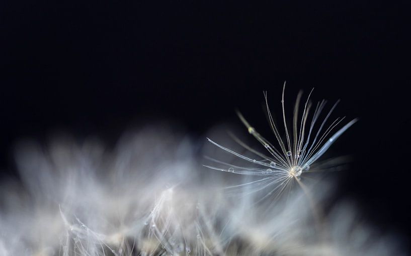 fluff of a dandelion by Jeannette Kliebisch