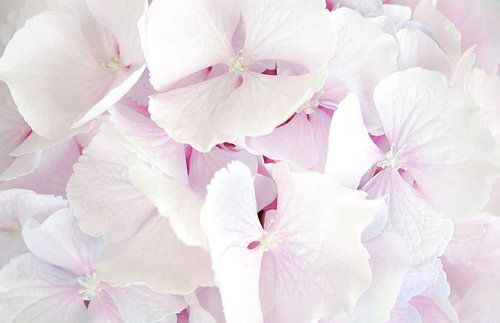 Close-up foto hortensia