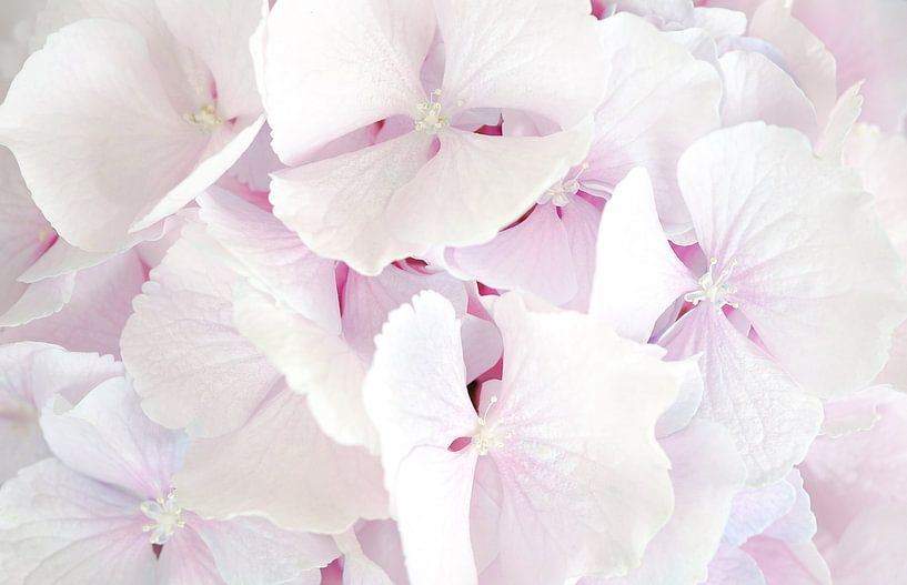 Close-up photo hydrangea by Nicole