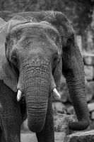 Elephants at Safaripark Beekse Bergen in black and white