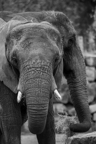 Olifanten in Safaripark Beekse Bergen in zwart-wit