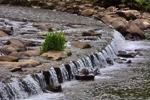 Végétation dans la chute d'eau