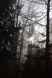 Wald im November von Seli