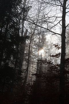 La forêt en novembre sur Seli