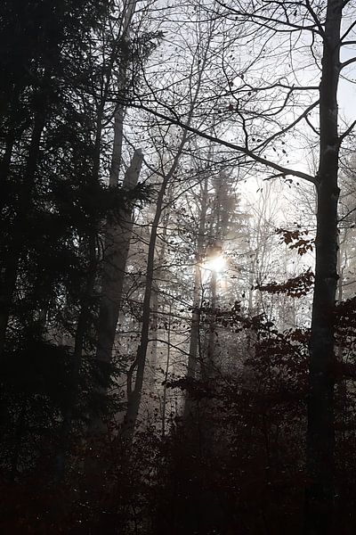 Forest in November by Seli