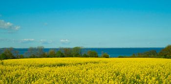 Rapsgelb vor Meeresblau