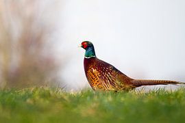 Pheasant in the Netherlands by Gert-Jan Nijskens
