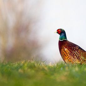 Fazant in Wageningen van Gert-Jan Nijskens