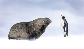 Fur seal and the penguin van Claudia van Zanten
