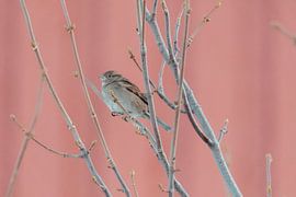 House sparrow in front of Rorbuer | Photo print Norway | Bird photography by Dylan gaat naar buiten