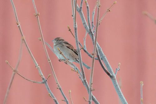 Huismus voor Rorbuer | Foto print Noorwegen | Vogelfotografie