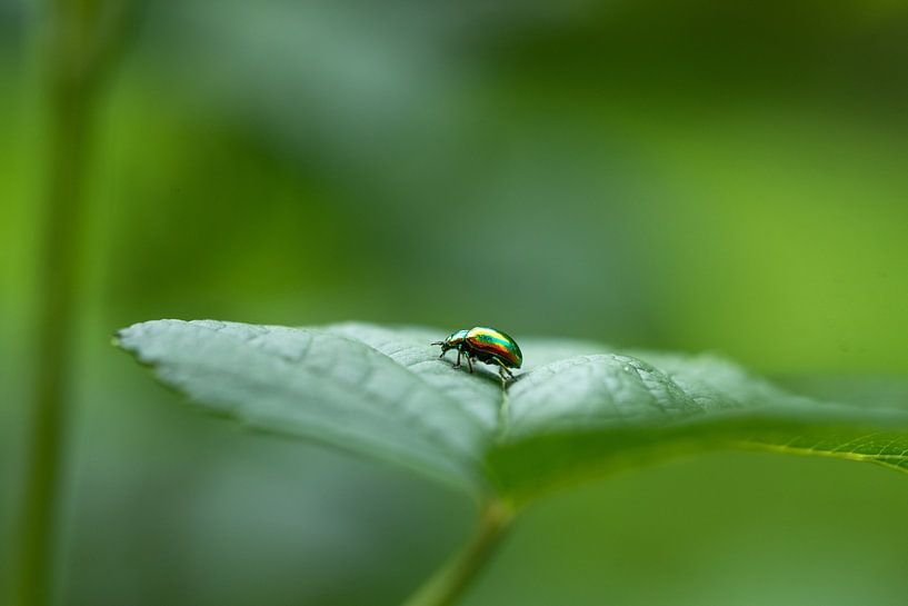 "Un bijou en passant" par Marcel Fritsche