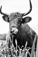 Highlander écossais