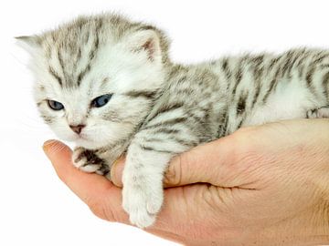 Kitten brits korthaar zilver tabby liggend op een hand van Ben Schonewille