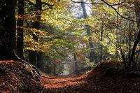 Herfstlaan