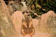 Meerkats by Marcel Ethner thumbnail