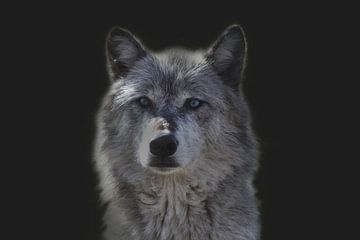 Wolf, portrait of a wolf. The wolf (Canis lupus) by Gert Hilbink