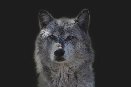 Wolf, portret van een wolf. De wolf (Canis lupus)