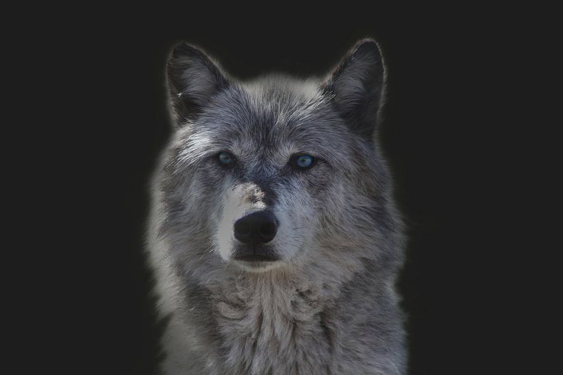 Wolf, Porträt eines Wolfes. Der Wolf (Canis lupus) von Gert Hilbink
