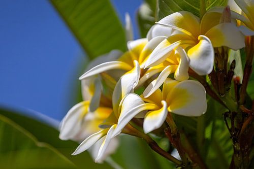 Frangipani