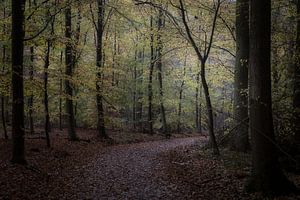 la forêt d'automne